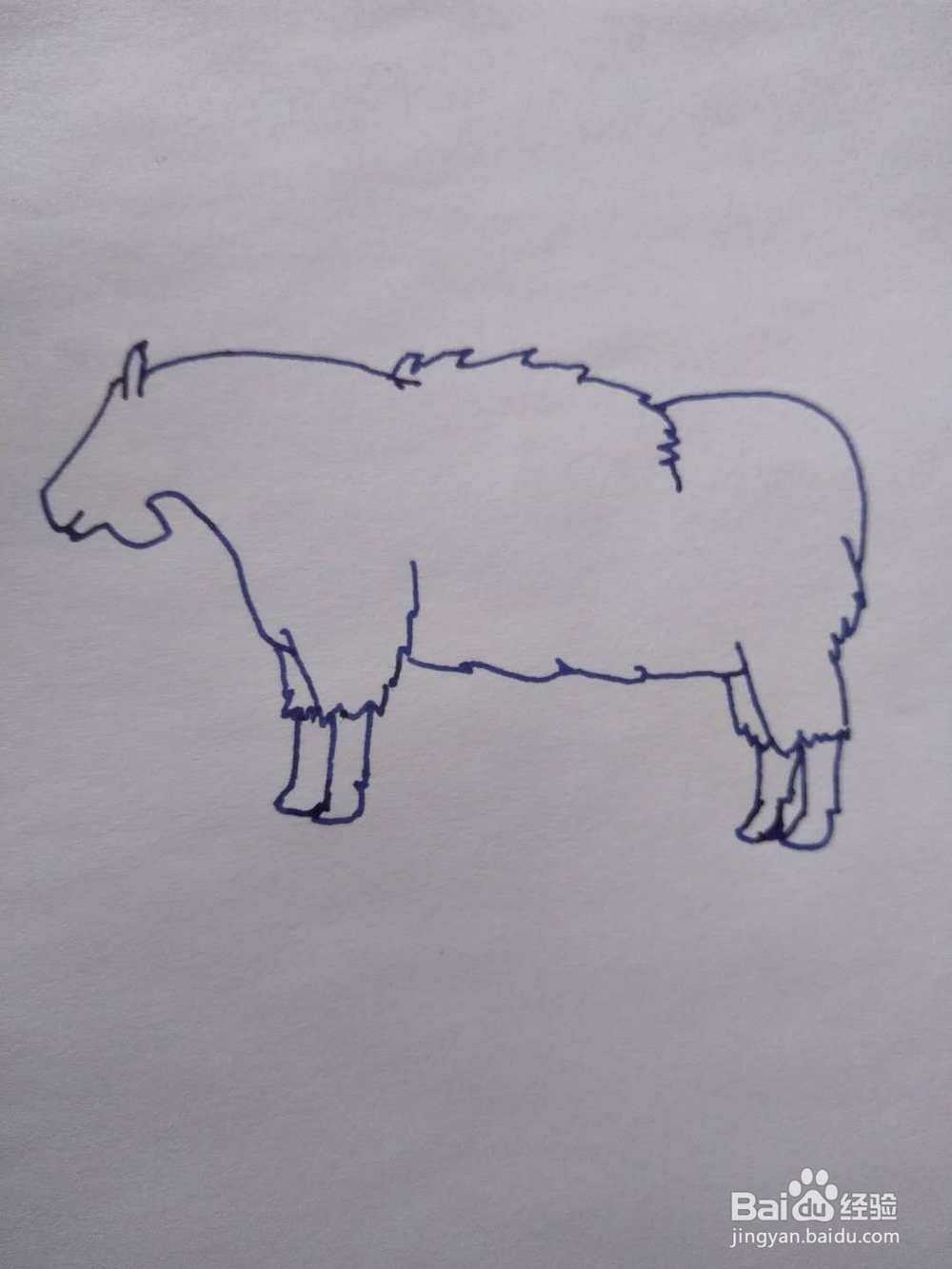 简笔画之绵羊