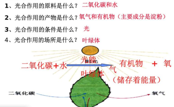 绿色植物的光合作用有效范围是什么