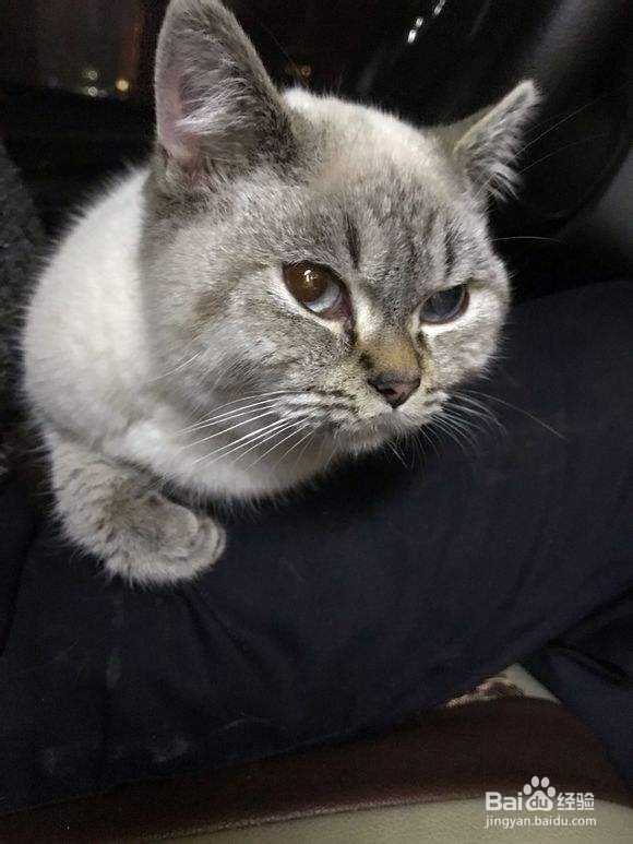 不要以毛取猫——浅谈猫咪的毛色