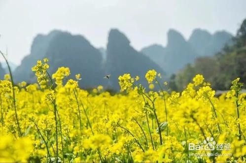 春天适合去哪些地方旅游呢