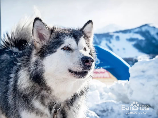 阿拉斯加犬要怎么训练