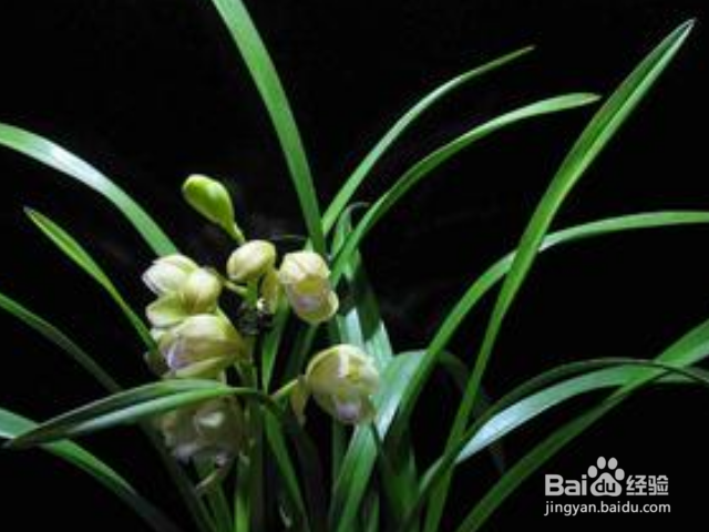春兰叶子发黄是什么原因？