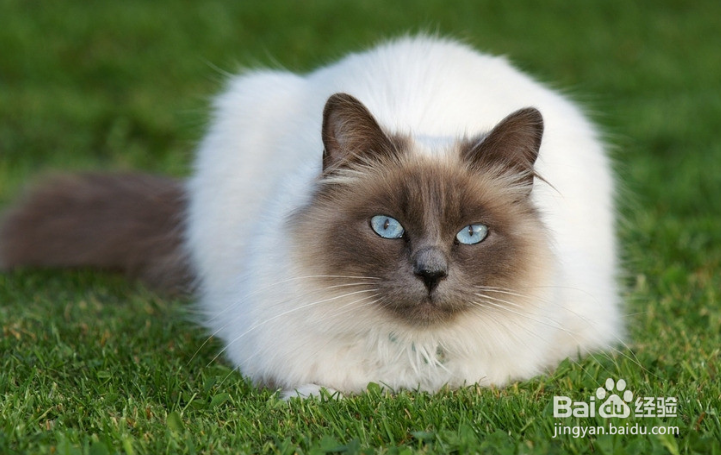 关于养猫的法则，你到底又知道多少呢？