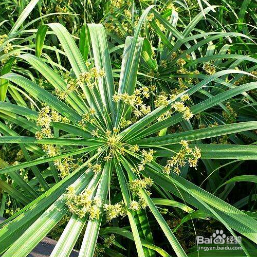 伞草的栽培方法和注意事项有哪些?