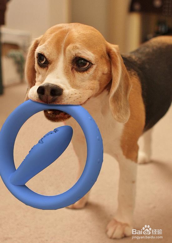 爱尔兰猎狼犬的养护知识