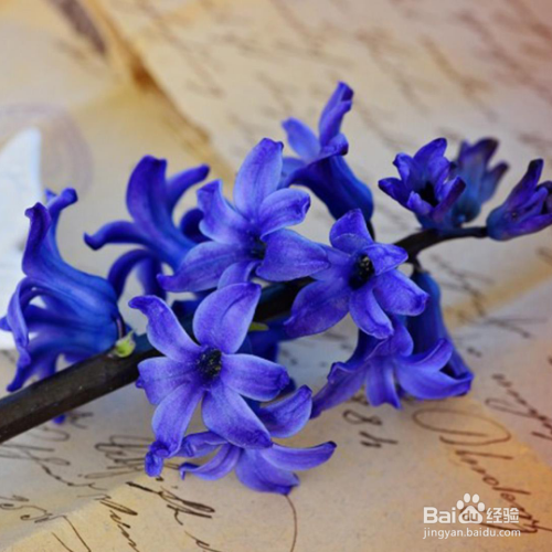 风信子为什么不长根系呢?