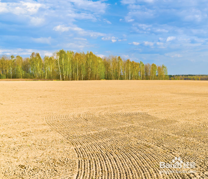 如何种植甘蔗才可以增加甘蔗的产量