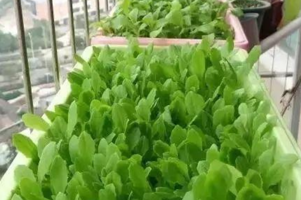 家庭小阳台怎样种菜