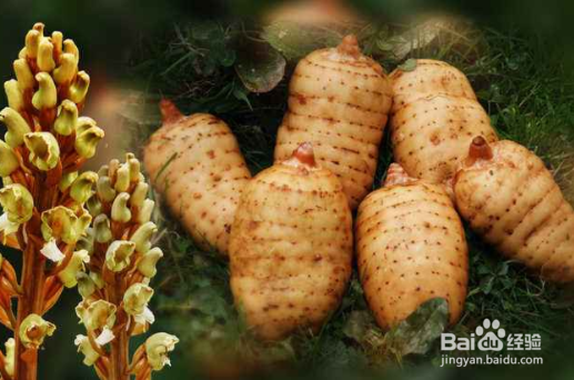 教你如何挑选品质好的天麻