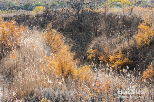 环嗪酮杀树怎么使用？