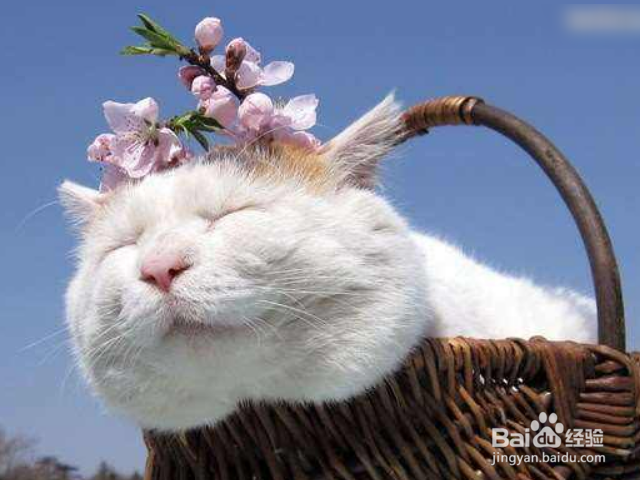 猫咪鼻塞怎么办?