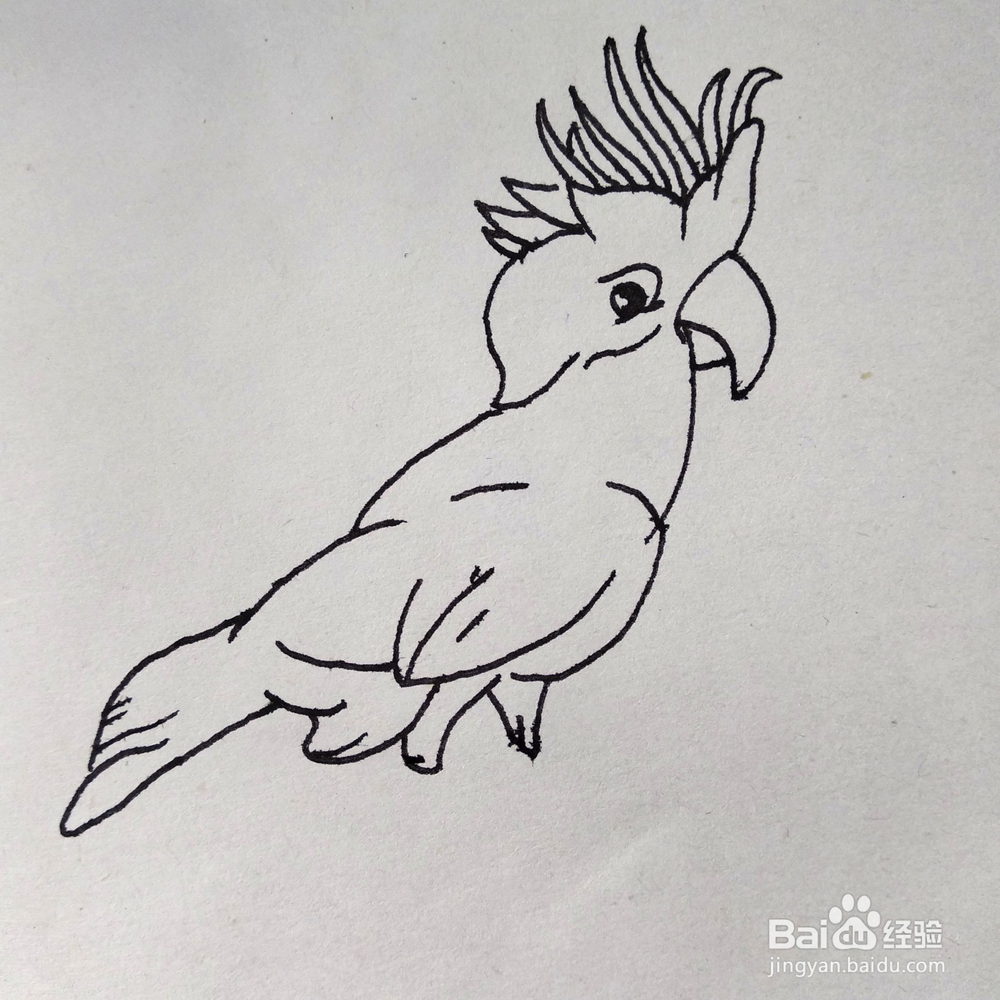 如何画一个好看的鹦鹉巴哥卡通简笔画？