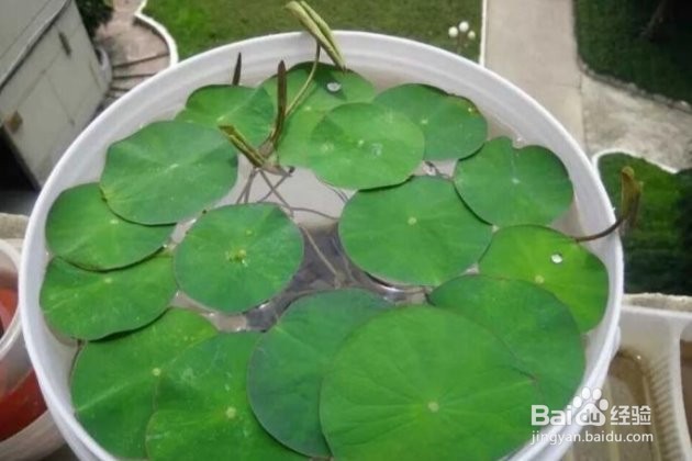 碗莲花种子怎样水栽