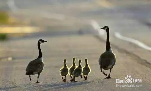 孩子的情商和智商取决于父母的语气