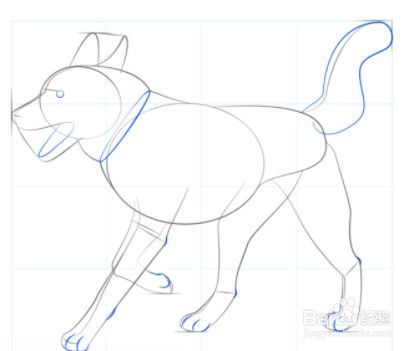 绘制尾巴,脚趾和关节,眼睛和下颚的形状.为其项圈添加指导线.