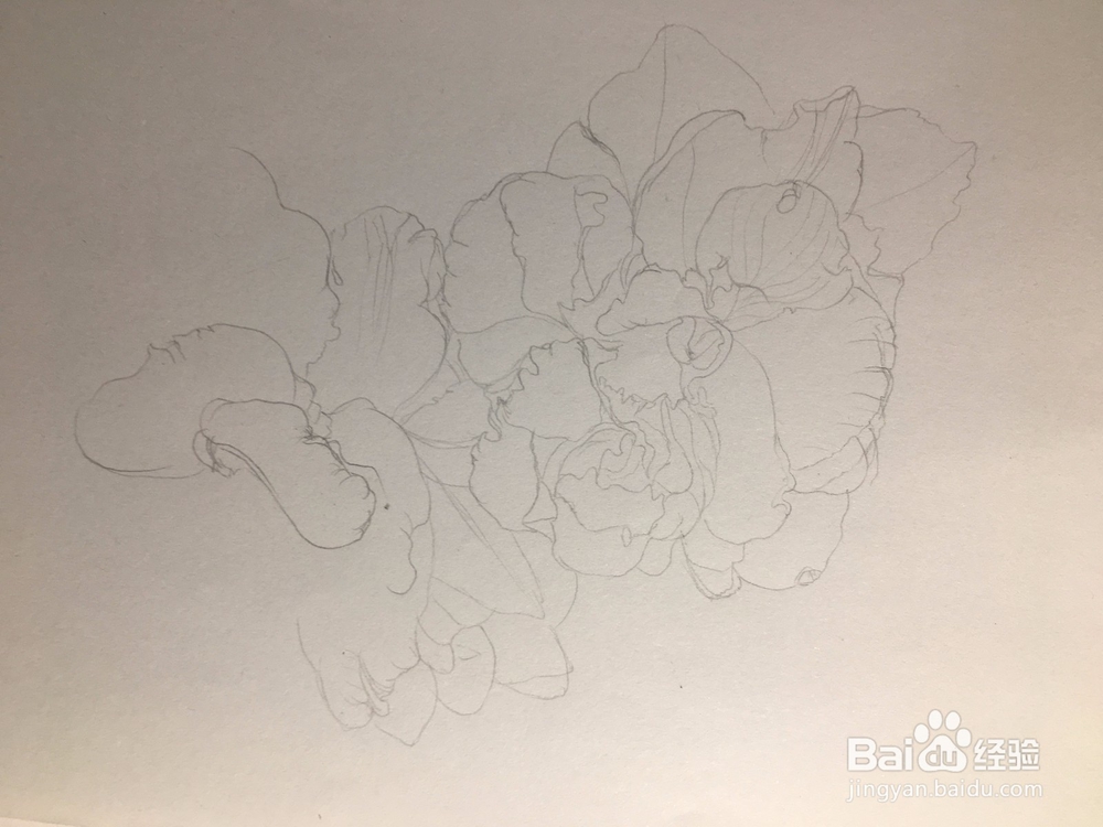 月季花的画法 月季简笔画 三朵月季的线描画教程