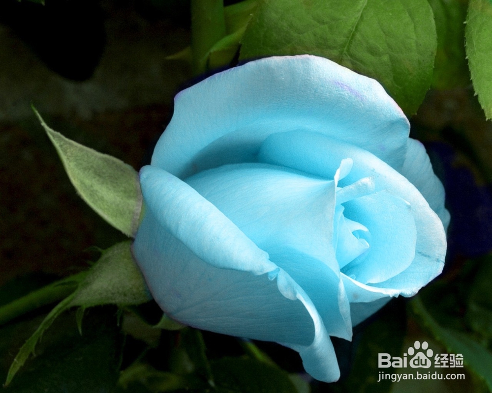 怎么给恋人送花？