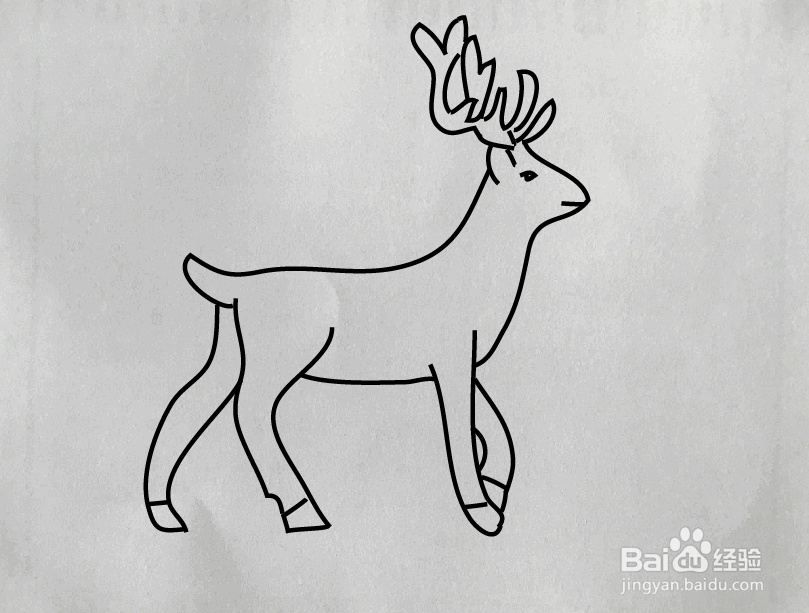 【简笔画】白鹿的分步画法
