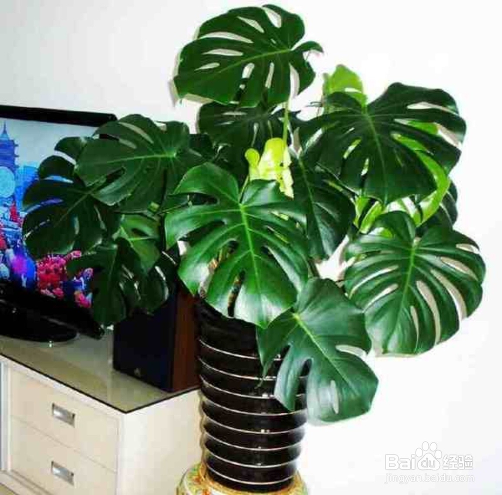 龟背竹的盆栽管理