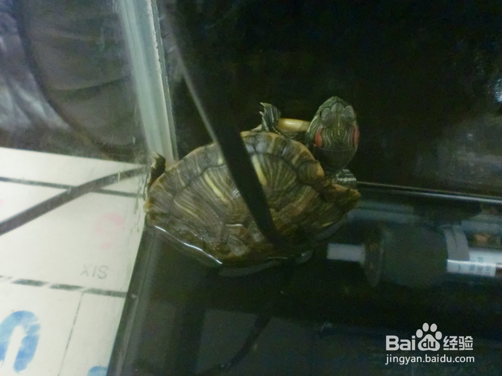 养龟前必读3--超详细的保暖设备选购攻略