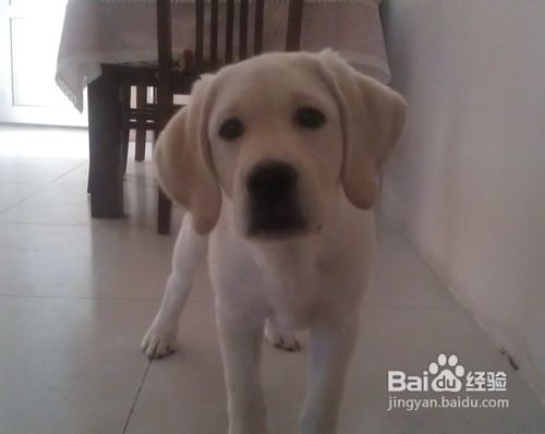 你了解吗抚慰宠物拉布拉多要用正确手法