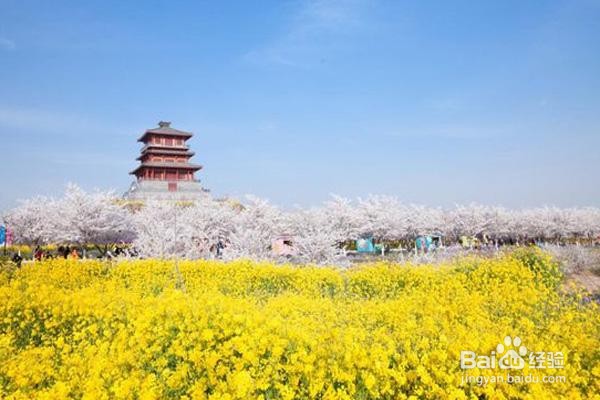 古柏渡丰乐樱花园攻略