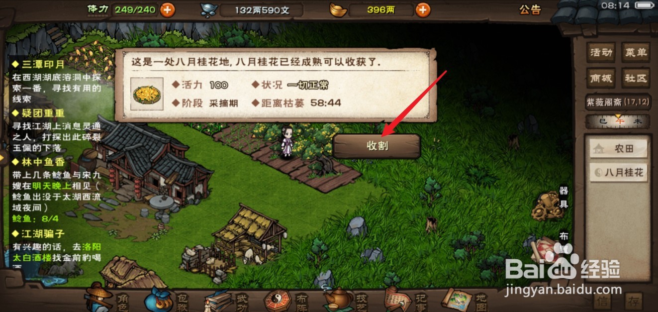 烟雨江湖八月桂花怎么种