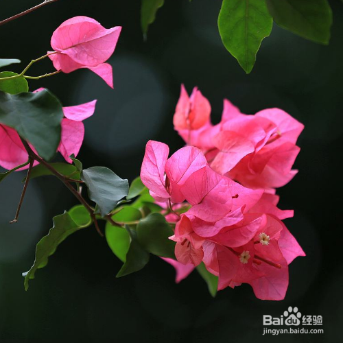 盆栽养殖三角梅需要注意些什么？