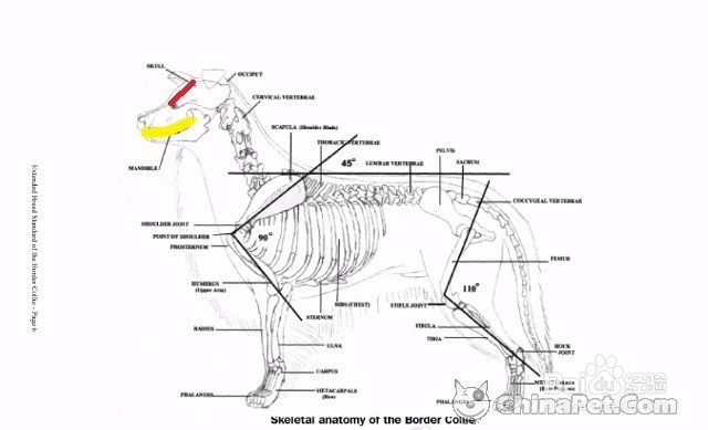 怎样挑选边境牧羊犬？