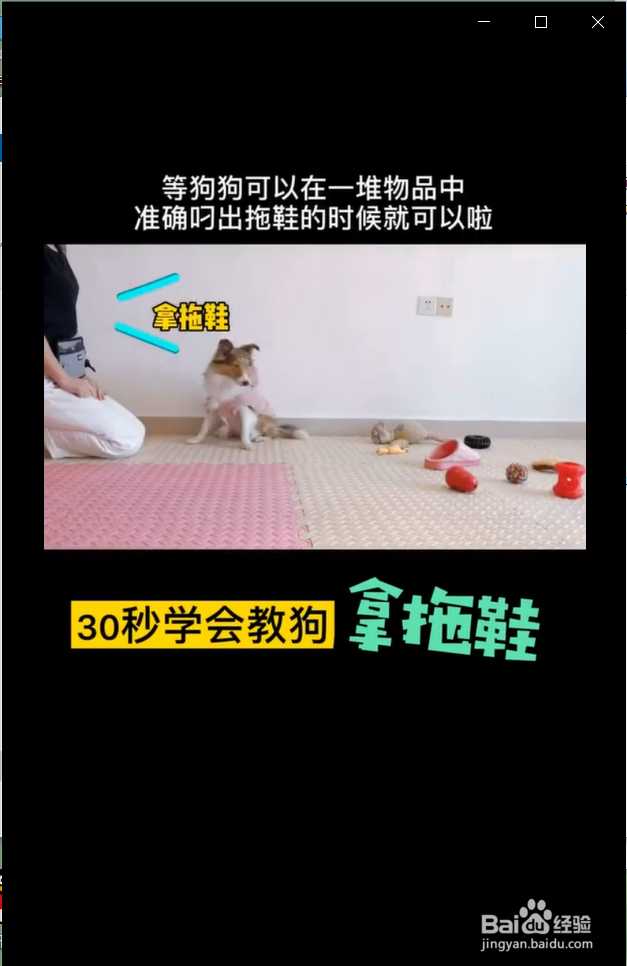 怎么快速教狗狗拿拖鞋