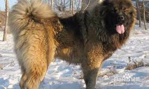 高加索犬怎么训练