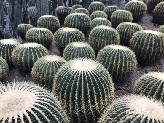 重庆三日游攻略,请不要错过舌尖上的重庆