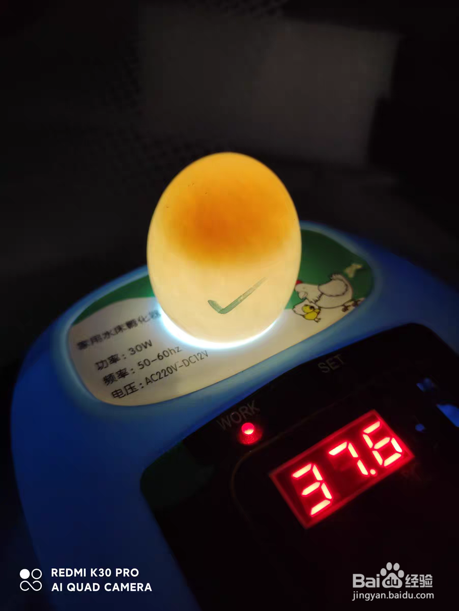 如何判断鸽子蛋已经不能孵化