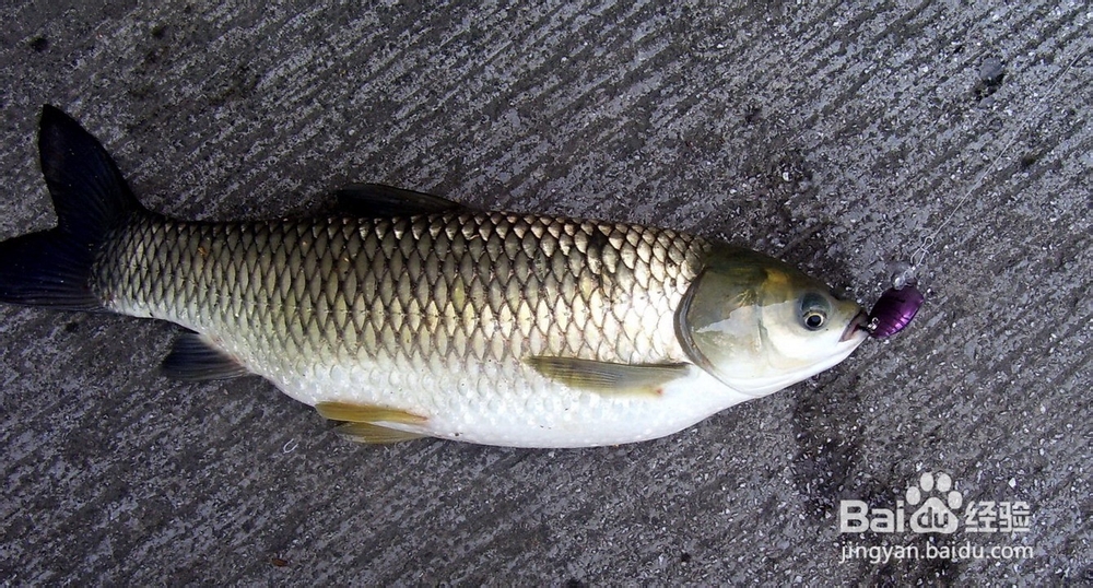 美味又营养的清蒸鲈鱼