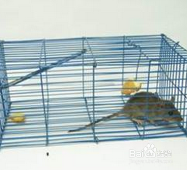 家里有老鼠怎么办