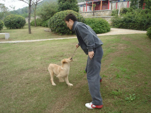 金毛日常护理常识，金毛怎么护理