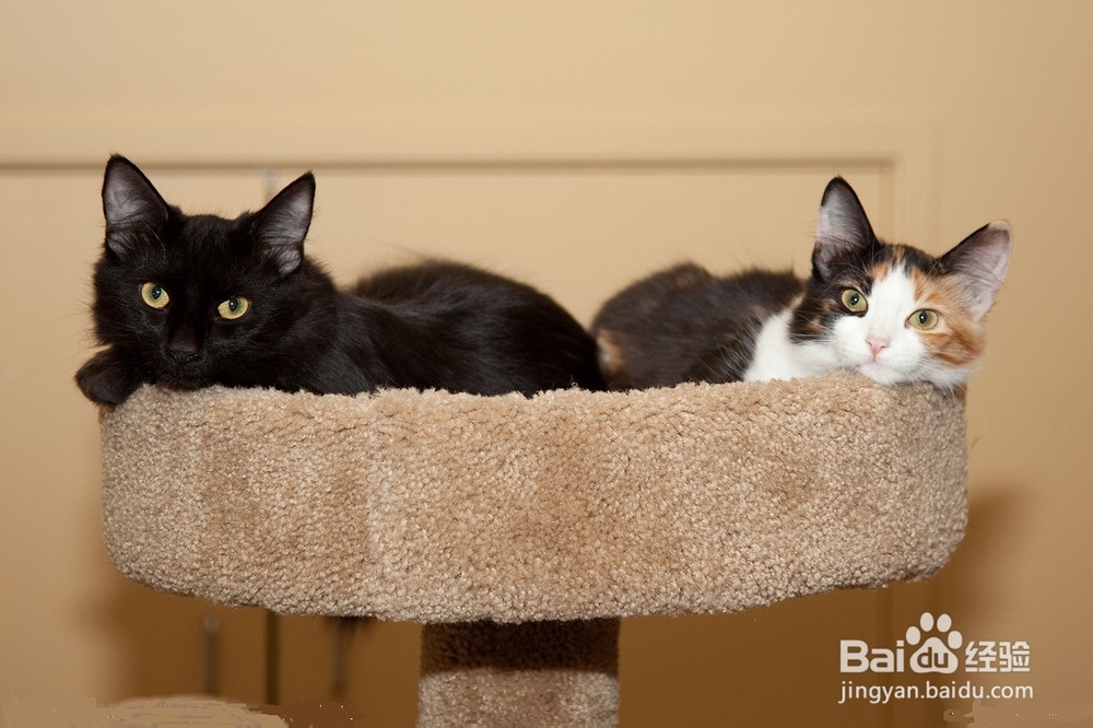 为猫咪打造玩耍天堂