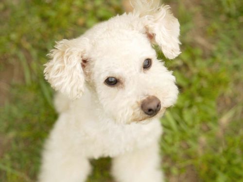 贵宾幼犬选购与饲养的三大误区