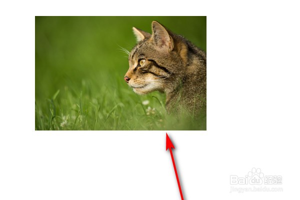 PPT图片背景透明怎么设置?