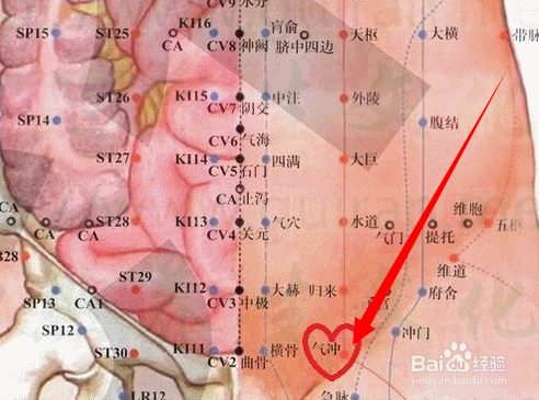 气冲穴位位置图及作用