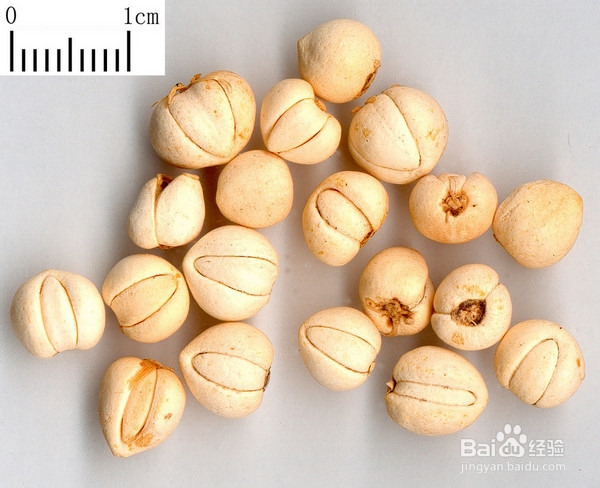 癌症患者最好的药膳