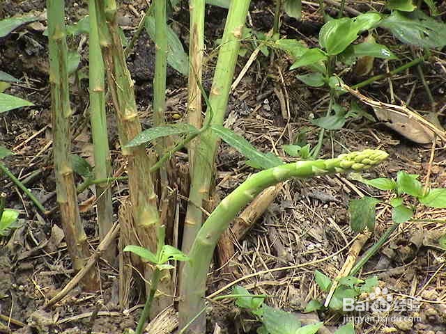 芦笋怎么种植？