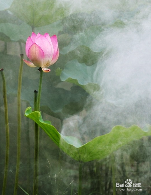 D7000拍荷花相机如何设置