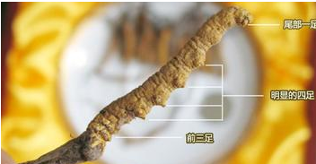 冬虫夏草的功效及服用方法