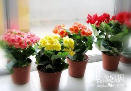 这些花那么好看，却总被你养死，怎么回事