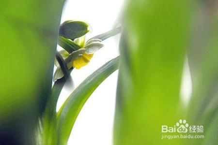 凛冬已至,闲以养花,最怡趣养心