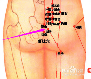 会阳穴位位置图和作用