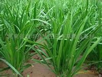 能消脂的美味食物