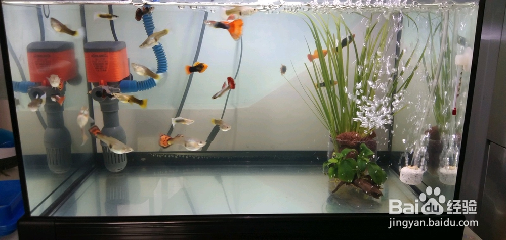 自己的孔雀鱼一胎才生十几条,原因有以下几点