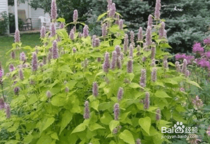霍香的种植时间和种植方法